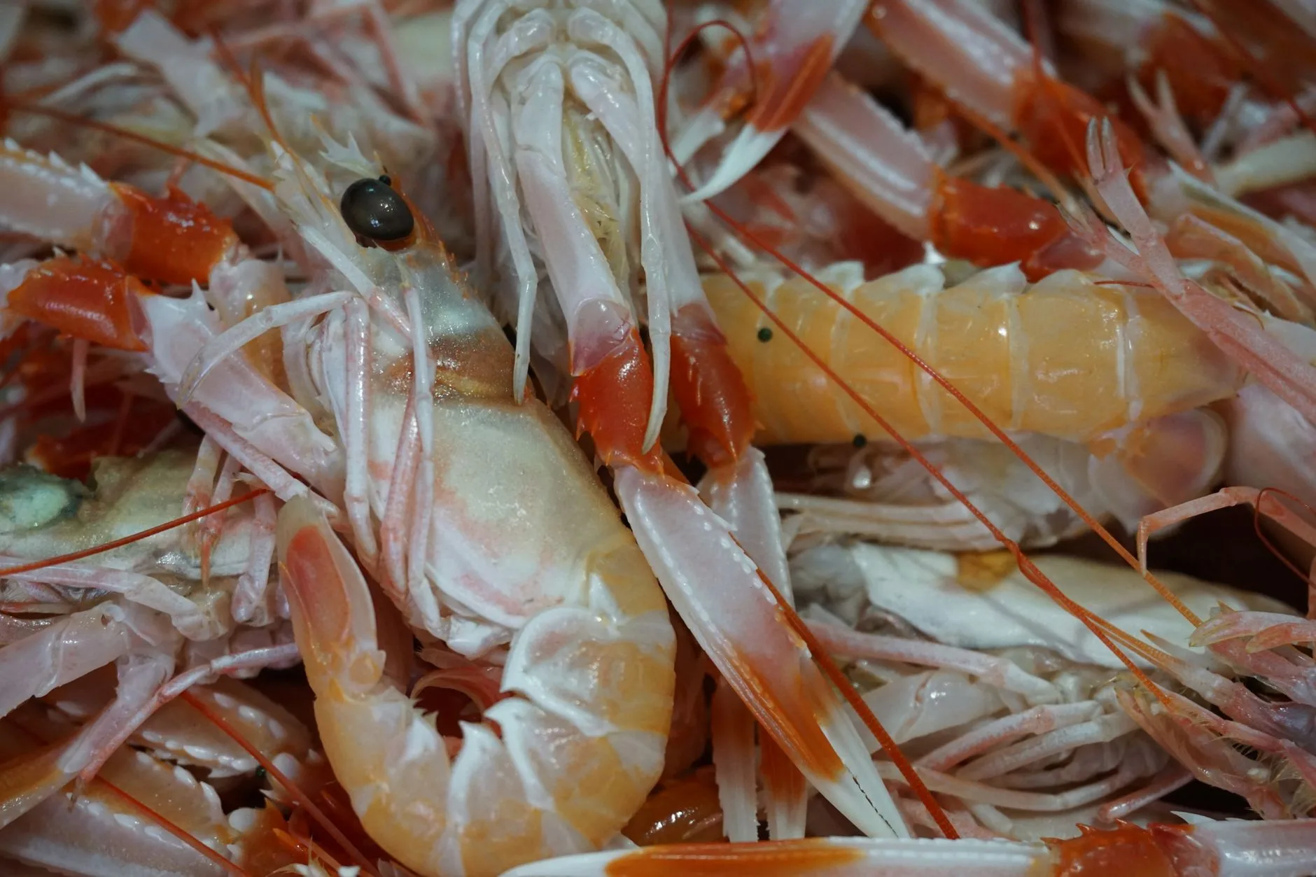 Fruits de mer : la langoustine de Höfn